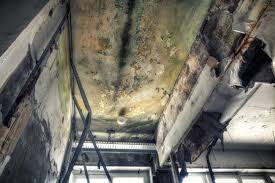 Best Environmental Consulting for Mold Prevention  in Belleair, FL